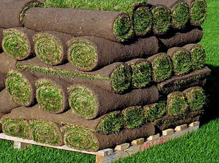 Fresh sod for lawn installation