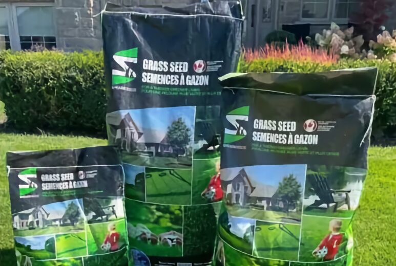 Grass seed